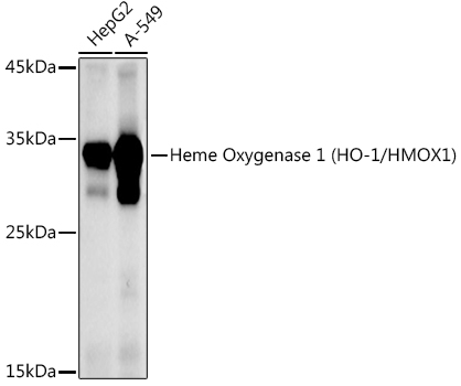 Heme Oxygenase 1 (HO-1/HMOX1) Rabbit pAb