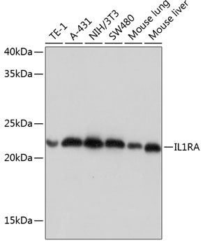 IL1RA Rabbit mAb