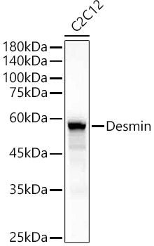 Desmin Rabbit pAb