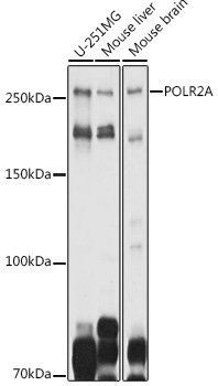 POLR2A Rabbit pAb