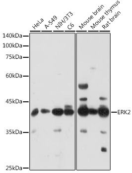 erkページ Phospho-ERK1-T202/Y204 + ERK2-T185/Y187 Rabbit mAb