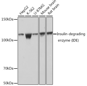 Insulin-degrading enzyme (IDE) Rabbit mAb