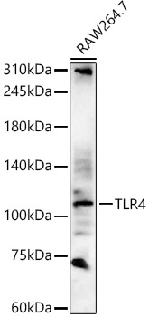 TLR4 Rabbit pAb