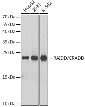 RAIDD/CRADD Rabbit pAb