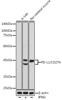 PD-L1/CD274 Rabbit pAb