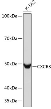 CXCR3 Rabbit mAb