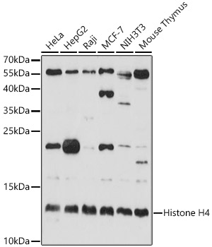 Histone H4 Rabbit pAb