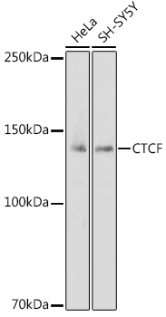 CTCF Rabbit pAb