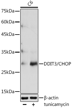 DDIT3/CHOP Rabbit pAb