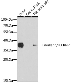 Fibrillarin/U3 RNP Rabbit pAb