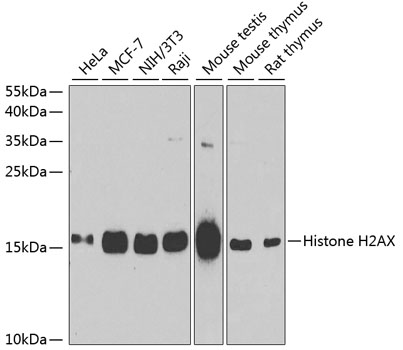 Histone H2AX Rabbit pAb