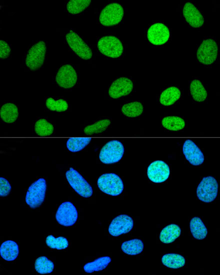 Histone H2AX Rabbit pAb