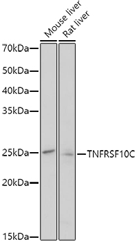 TNFRSF10C Rabbit pAb