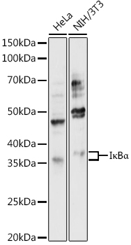 IκBα Rabbit pAb