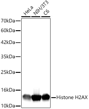 Histone H2AX Rabbit mAb