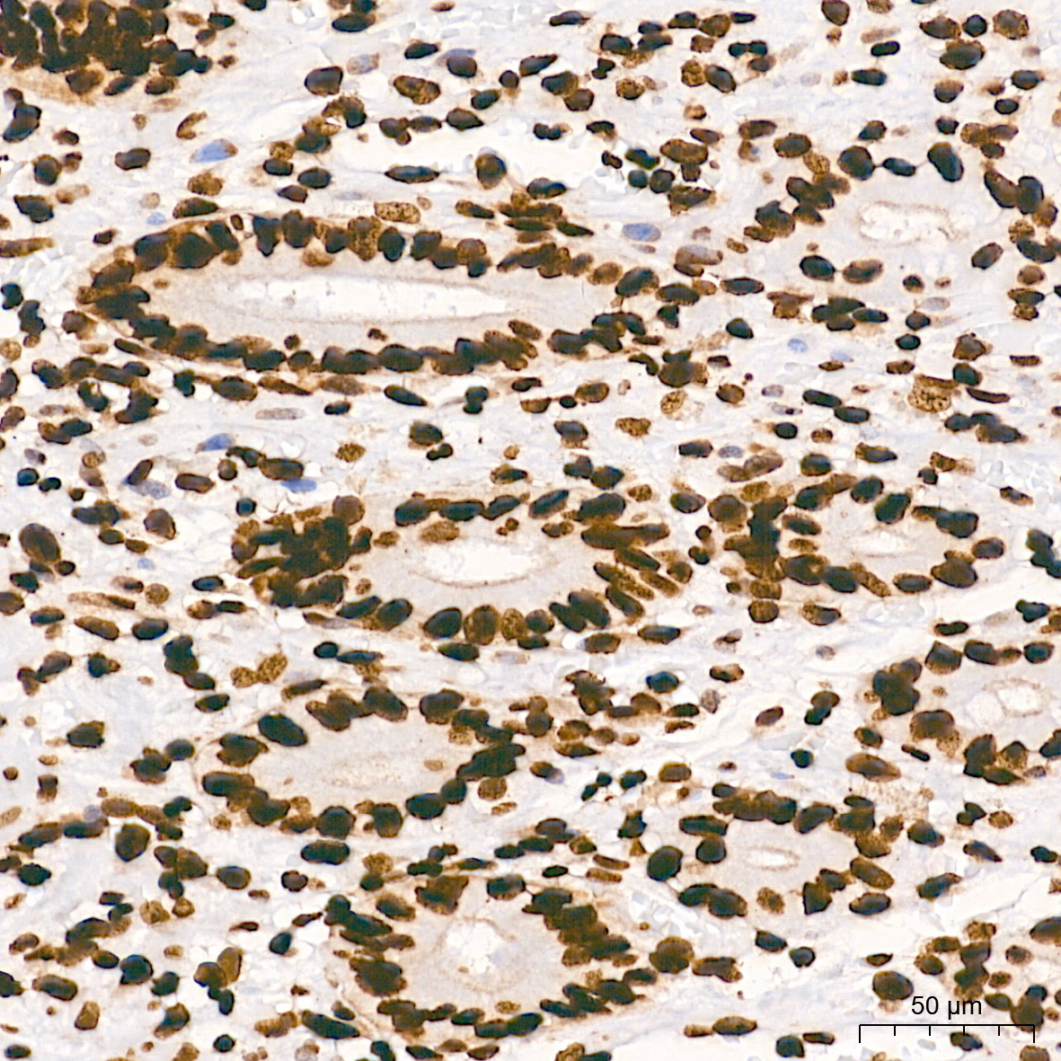 rhp様 Anti-Gamma H2AX (phospho-Ser139) Rabbit Monoclonal Antibody