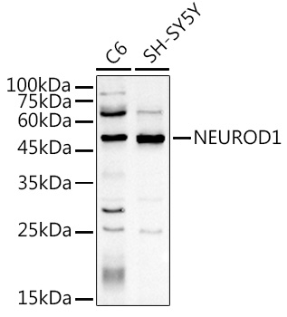 NEUROD1 Rabbit pAb