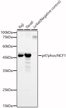 p47phox/NCF1 Rabbit pAb