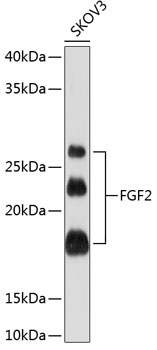 FGF2 Rabbit mAb