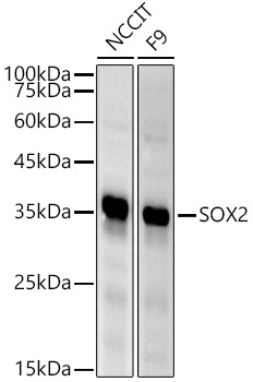 SOX2 Rabbit pAb