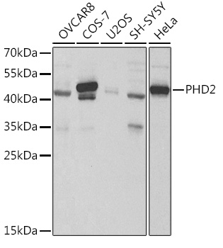 PHD2/EGLN1 Rabbit pAb