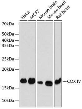 COX IV Rabbit mAb