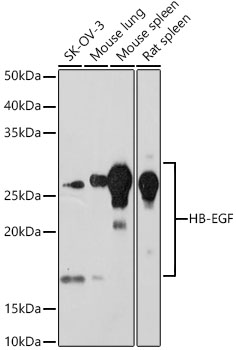 HB-EGF Rabbit mAb