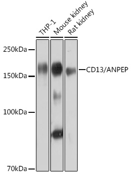 CD13/ANPEP Rabbit mAb