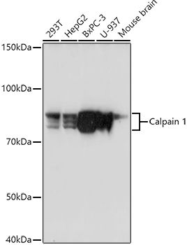 Calpain 1 Rabbit pAb