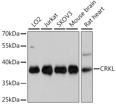 CRKL Rabbit pAb