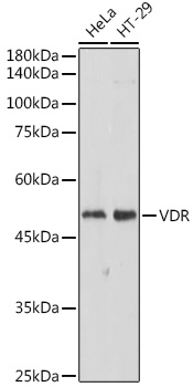 VDR Rabbit pAb