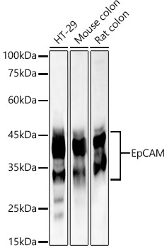 EpCAM Rabbit pAb