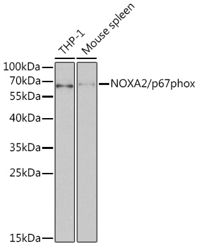 NOXA2/p67phox Rabbit pAb