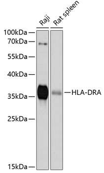 HLA-DRA Rabbit pAb