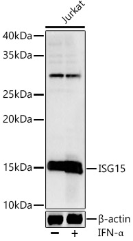 ISG15 Rabbit pAb