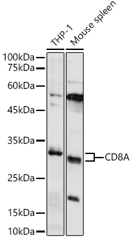 CD8A Rabbit pAb