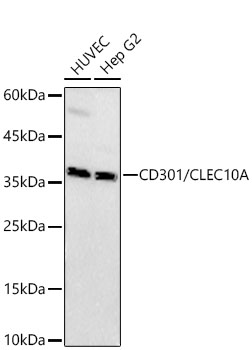 CD301/CLEC10A Rabbit pAb