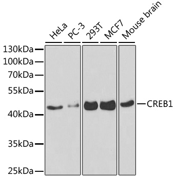 CREB1 Rabbit pAb