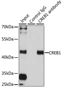 CREB1 Rabbit pAb