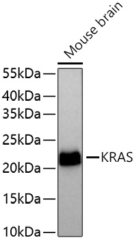 KRAS Rabbit pAb