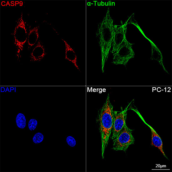 Caspase-9 Rabbit mAb