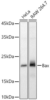 Bax Rabbit pAb