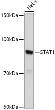 STAT1 Rabbit pAb