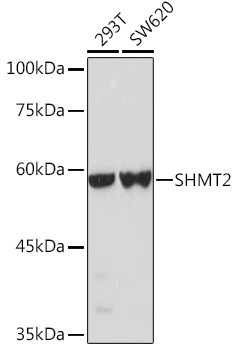 [KO Validated] SHMT2 Rabbit pAb