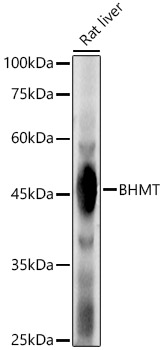 BHMT Rabbit pAb