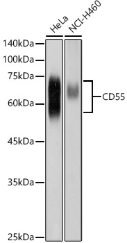 CD55 Rabbit pAb