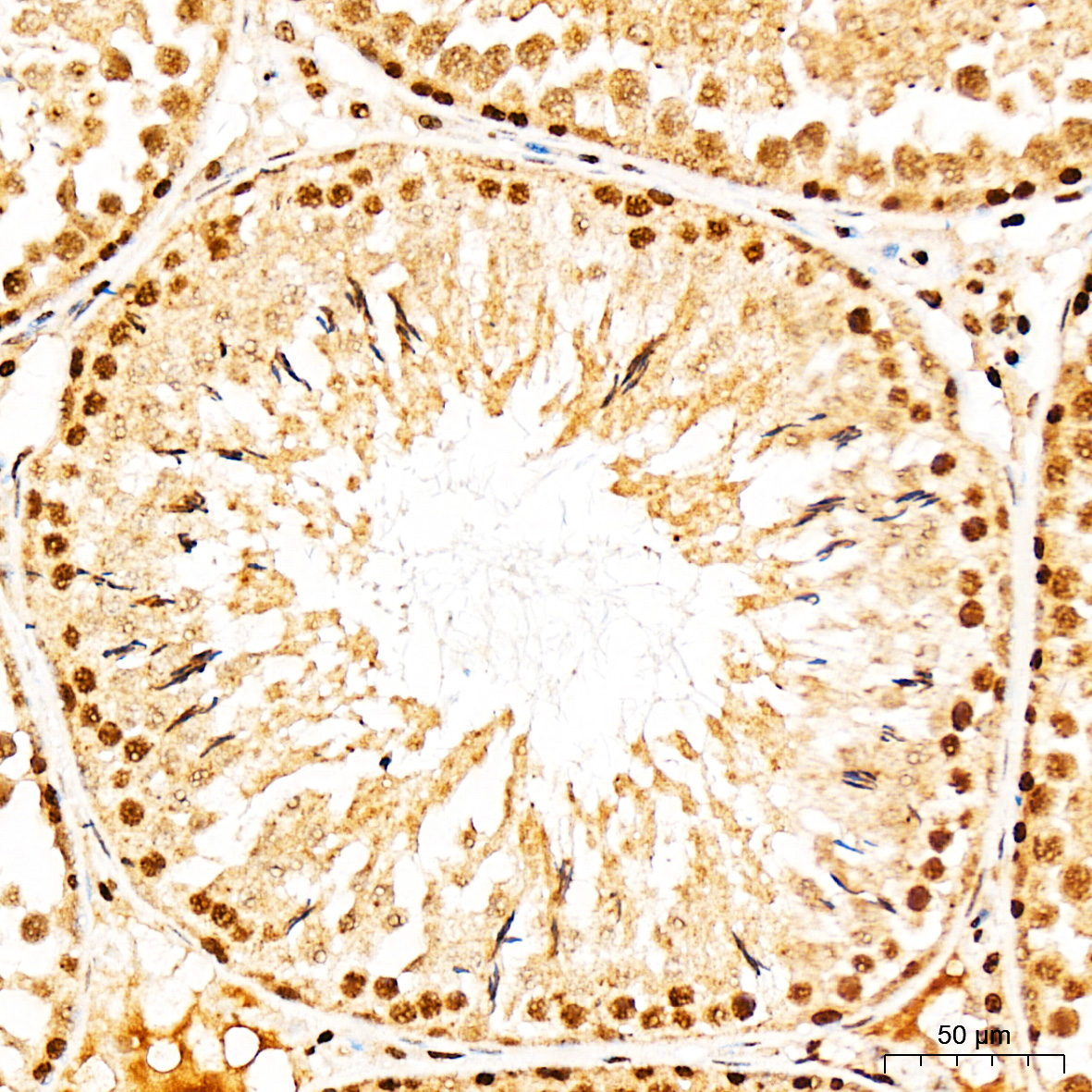 AMPKα1 Rabbit pAb