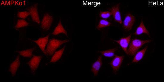 AMPKα1 Rabbit pAb