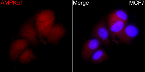 AMPKα1 Rabbit pAb