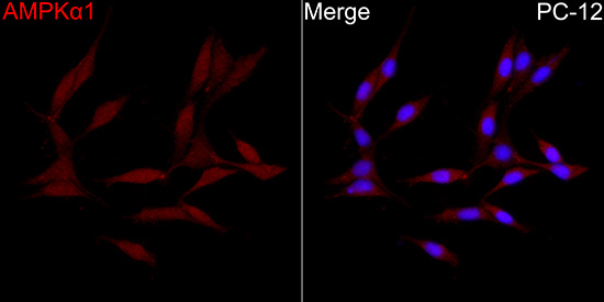 AMPKα1 Rabbit pAb